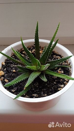 Комнатные растения и цветы