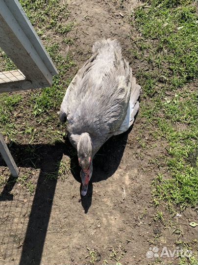 Яйцо цыплята Брама индоутята Лаванда