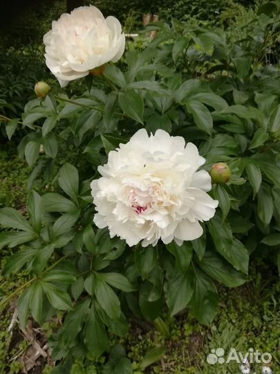 Саженцы крыжовника