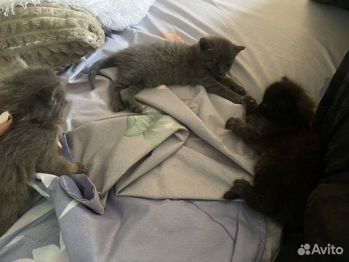 Котята в добрые руки, бесплатно