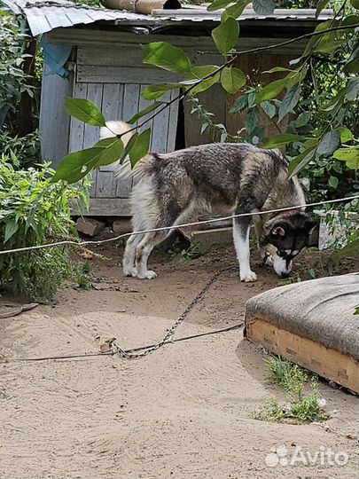 Маламут девочка