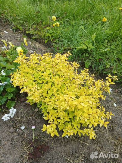 Декоративные кустарники