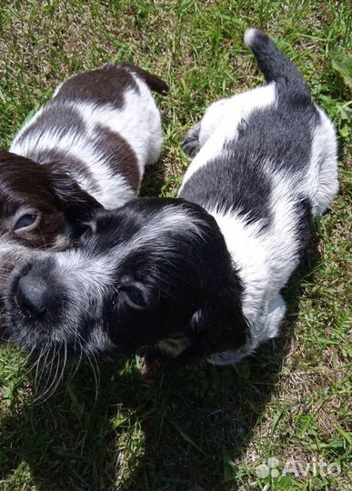 Щенки Спаниеля 3 месяца
