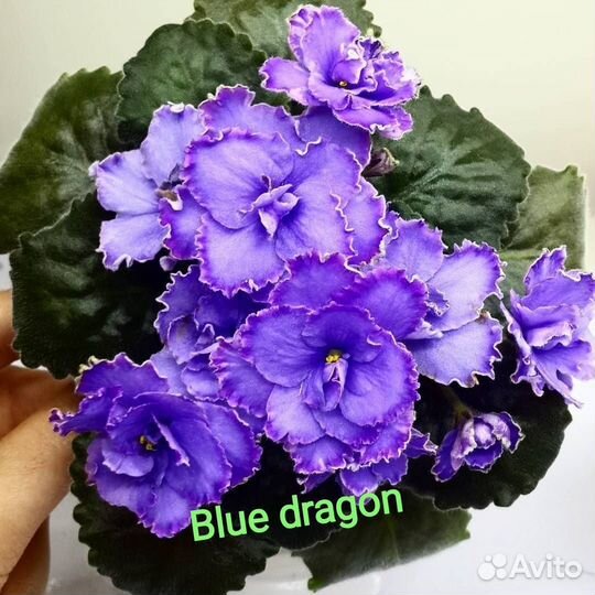 Сортовые фиалки