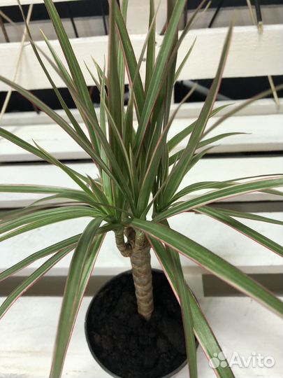 Драцена Маргината, Маргината Биколор, Draco