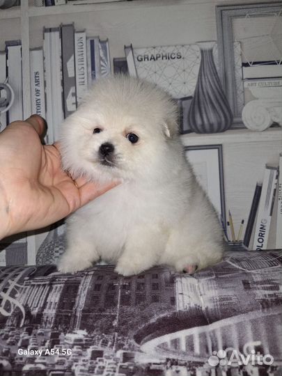 Щенки шпица