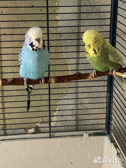 Попугаи ввп чехи