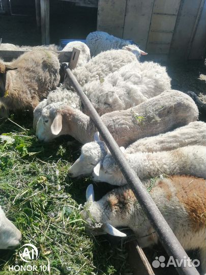 Овщы с ягнятами