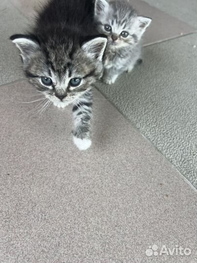 Шотландская