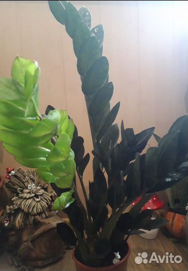 Замиокулькас Raven black (Долларовое дерево )