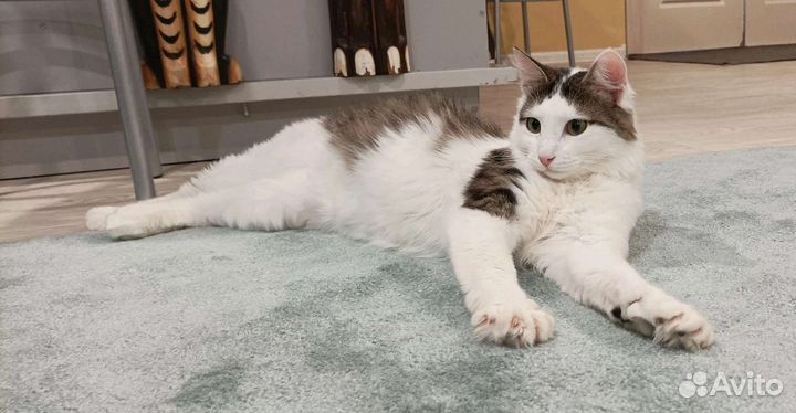 Жозик в добрый дом