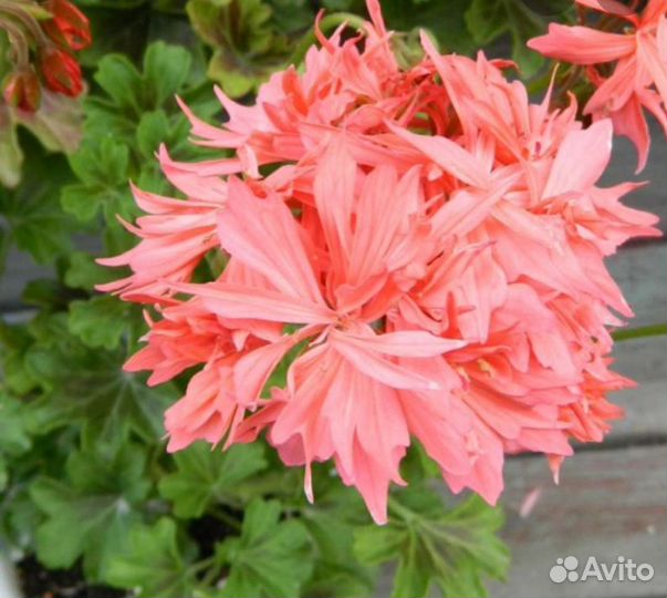 Пеларгония сортовая, герань