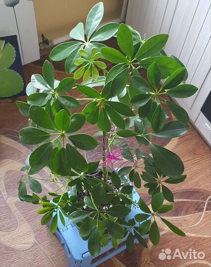 Цветок шефлера