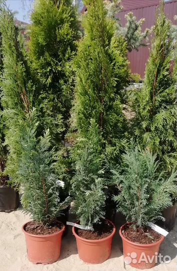 Туя западная