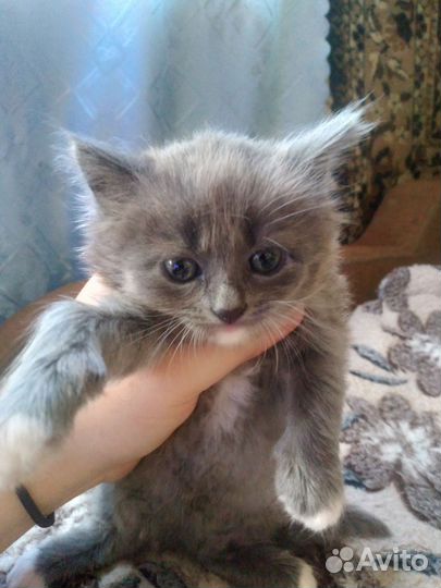 Британская кошечка