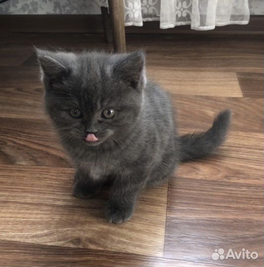 Британская