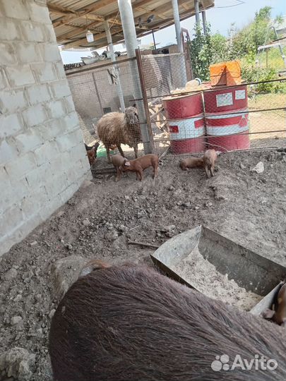 Поросята Дюрок