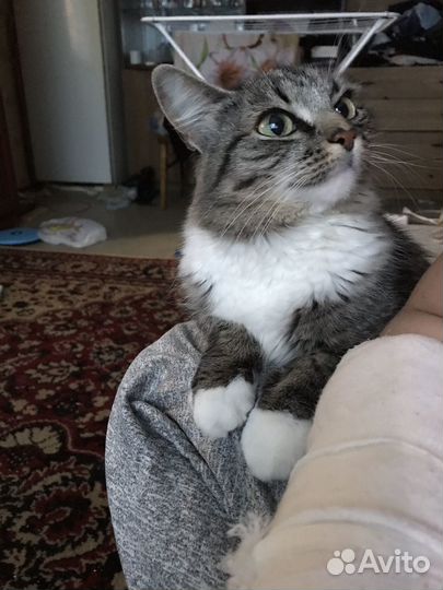 Отдам в добрые руки кошку