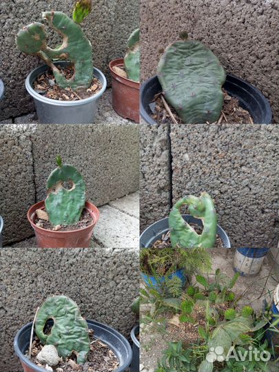 Листочки укорененные