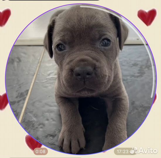 Щенки Кане-корсо