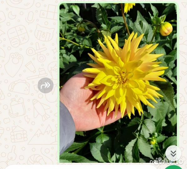 Георгины желтые