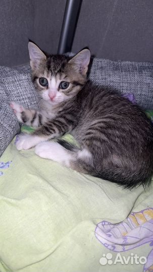 Отдам котят и кошку в добрые руки