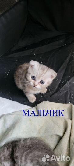 Вислоухие шотландские котята