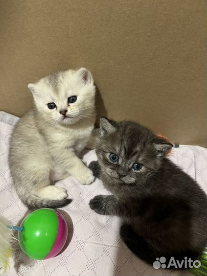 Британские котята