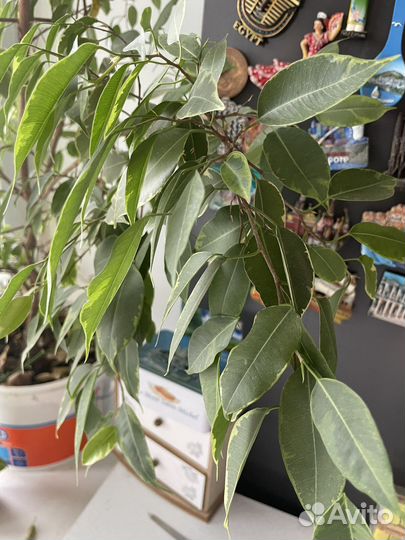 Фикус бенджамина большой