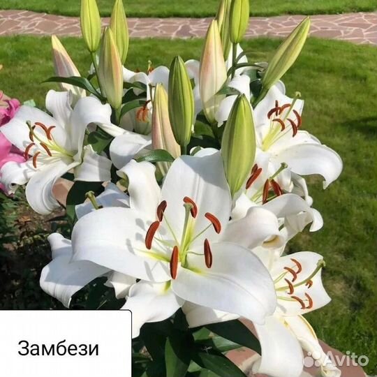 Цветы лилии луковицы