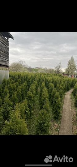 Туи, голубая ель, буксусы