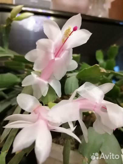 Декабрист шлюмбергера сортовые