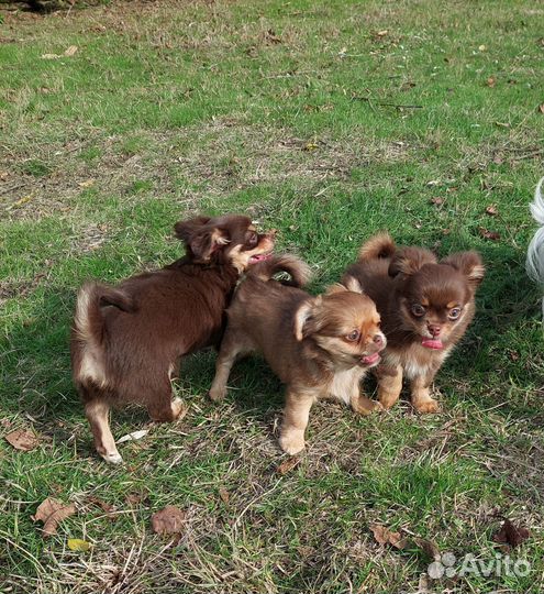 Щенки чихуахуа