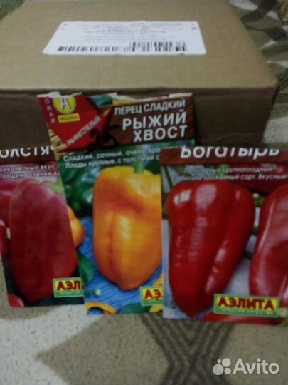 Рассада перца