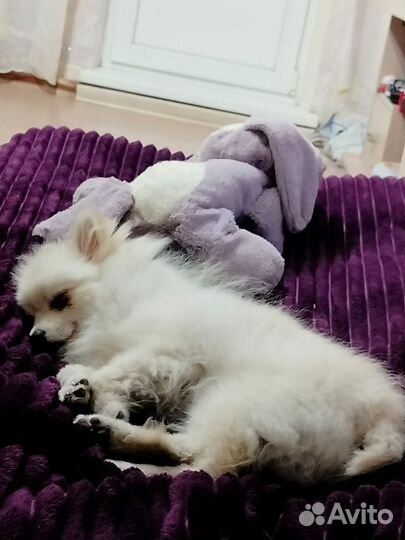 Малый немецкий шпиц