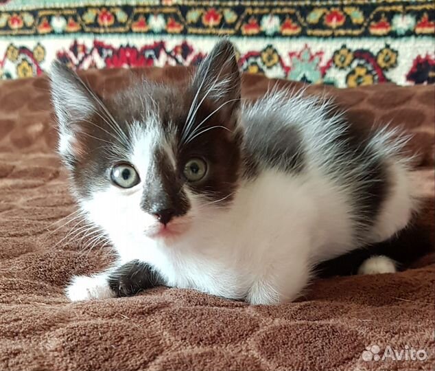 Отдам бесплатно