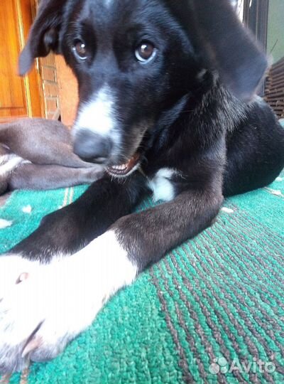 Щенок ищет дом. Мишаня