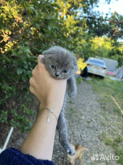 Котята вислоухие бесплатно