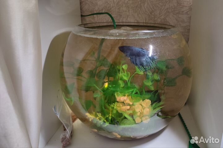 Аквариум с рыбками