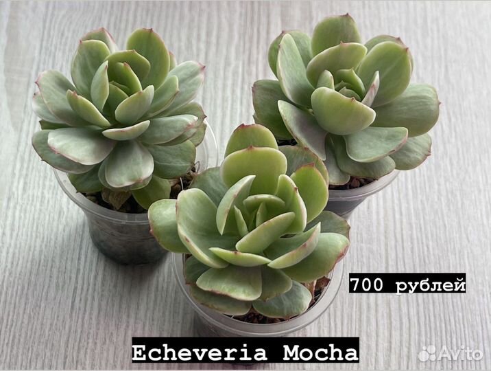 Суккуленты. Эхеверии