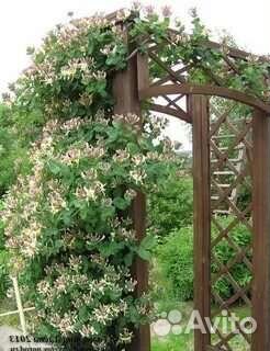 Жимолость каприфоль