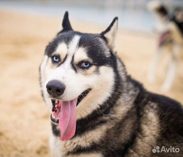 Хаски на вязку