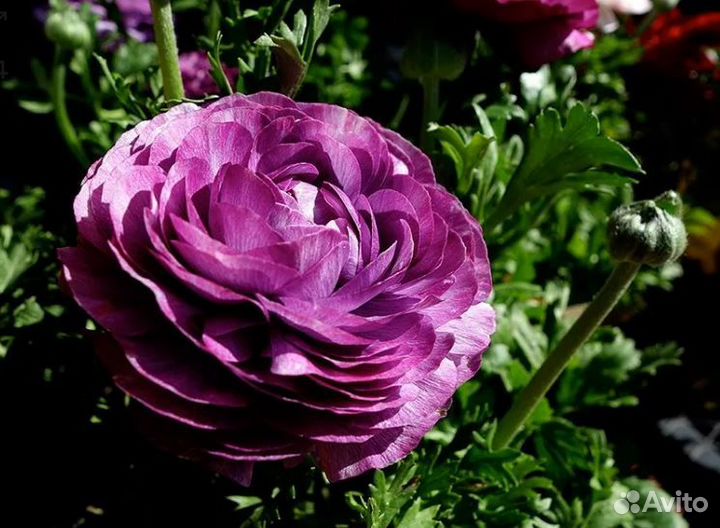 Ранункулюсы разные цвета