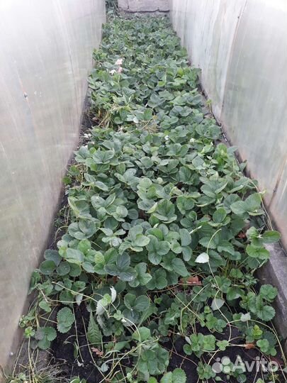 Рассада клубники