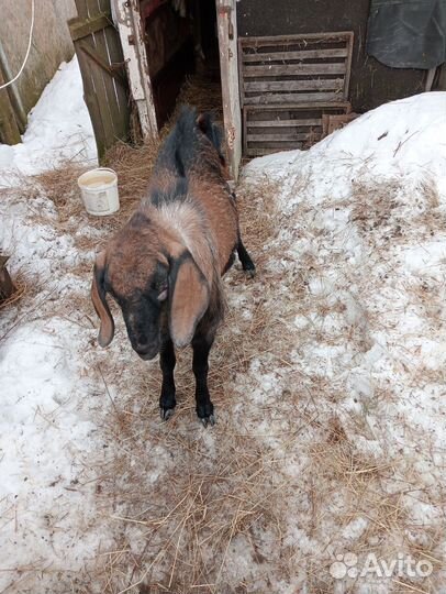 Козёл нубийский (вязка)