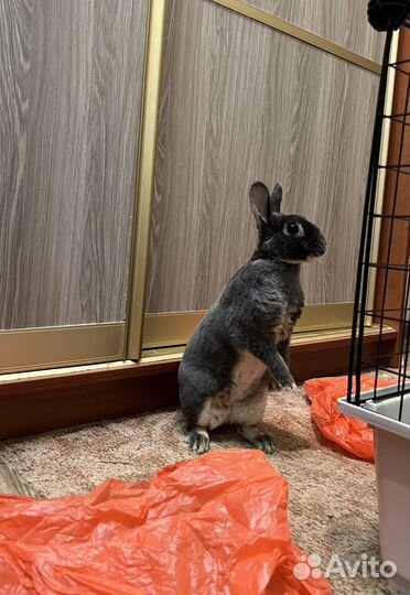 Вязка кроликов