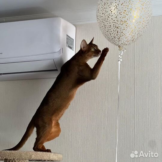 Абиссинские котята
