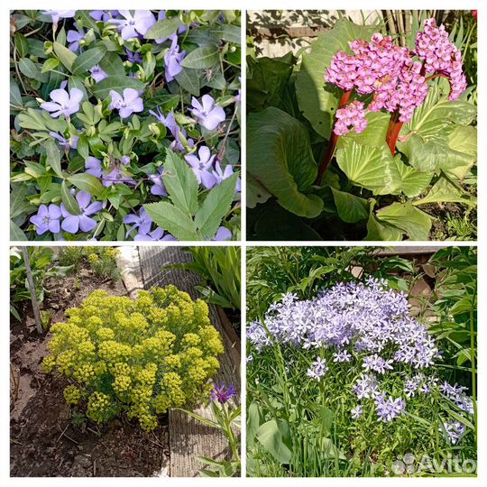 Ромашки (пиретрум), пролески и др