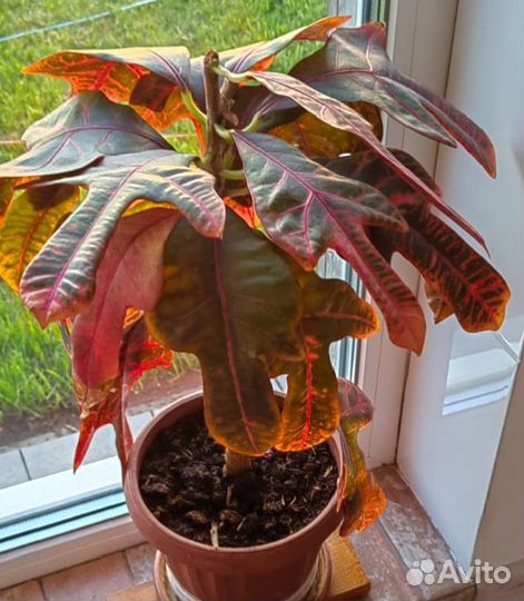 Комнатные цветы. Кротон Экселент