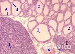 Репетитор по гистологии